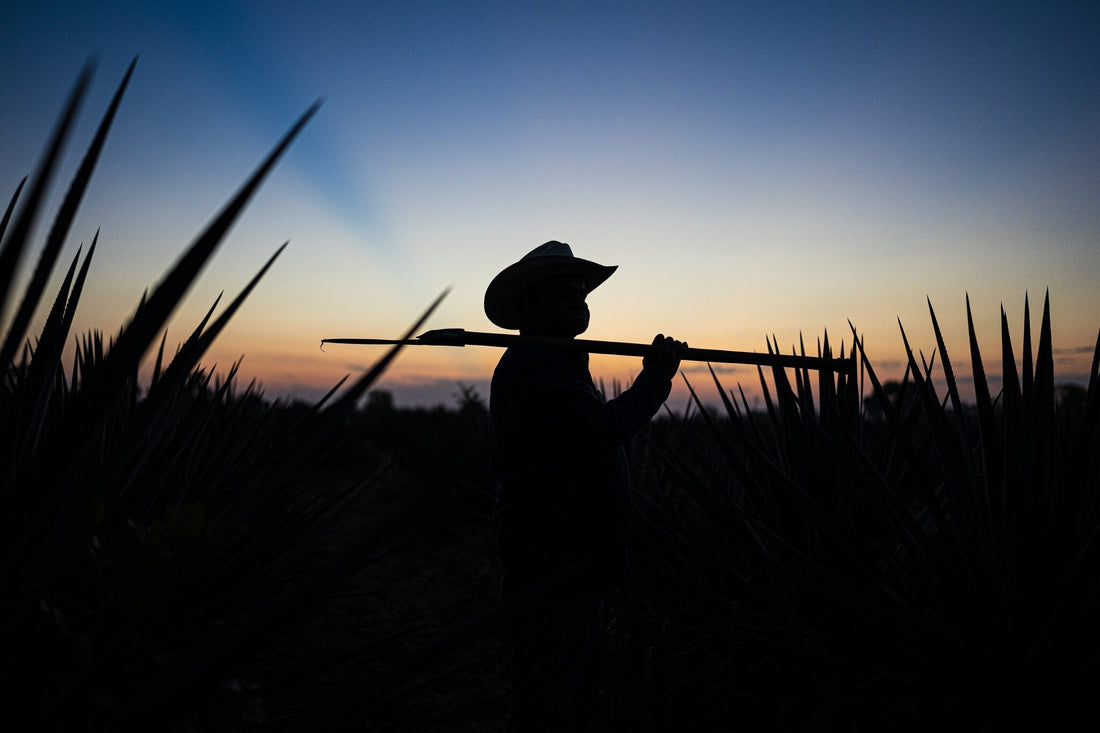 The Art of Nom 1414: A Journey Through Premium Mexican Tequila